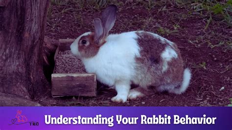 Practical Tips: Analyzing and Interpreting Your Own Rabbit and Egg Dreams