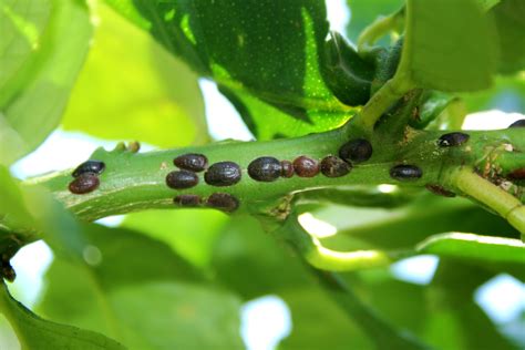 Practical Tips for Dealing with a Decayed Citrus Sensation