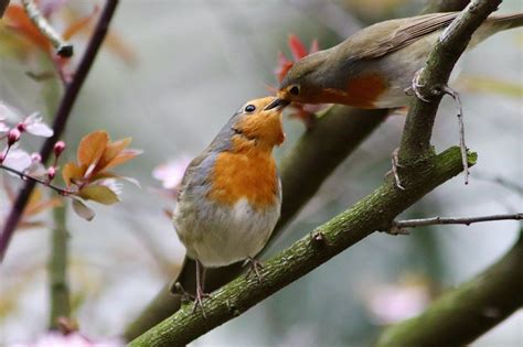 Practical Tips for Deciphering the Meaning of Robin Encounters and Embracing Their Significance