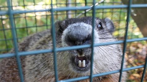 Practical Tips for Decoding and Understanding Encounters with Groundhog Dream