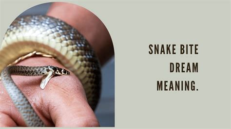 Practical Tips for Processing and Understanding Snake-Bite Dreams