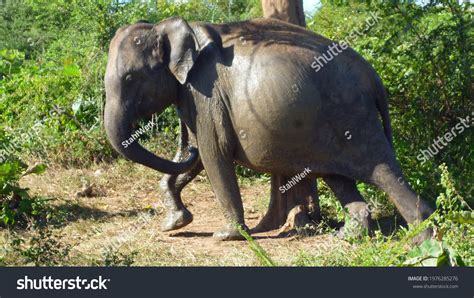 Pregnant Elephant Dreams: Exploring the Unique Symbolism of Fertility and Nurturing