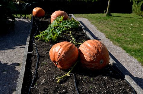 Preparing Your Garden Bed for Growing Pumpkin