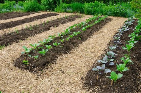 Preparing Your Garden Plot for Planting