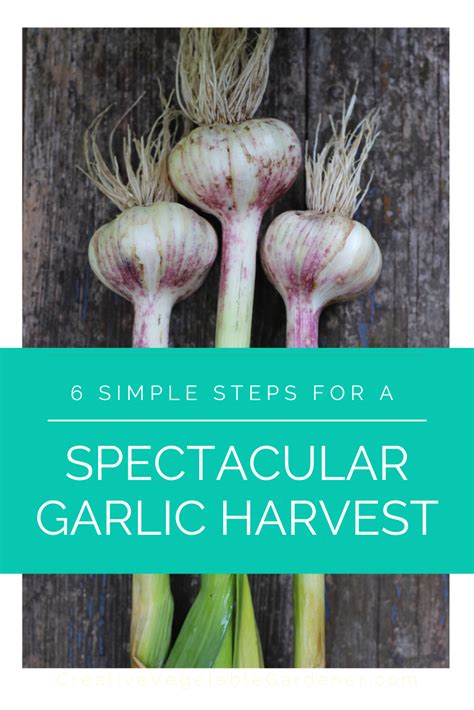 Preparing Your Garden for an Abundant Garlic Harvest: Step-by-Step Guide