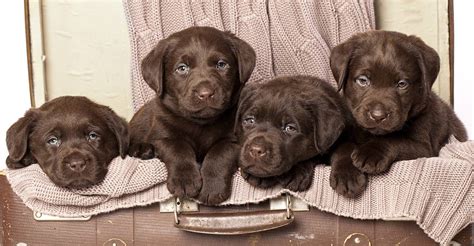 Preparing Your Home and Family for the Arrival of Your New Chocolate Labrador Puppy