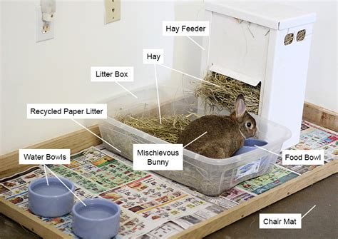 Preparing Your Home for a Bunny: Creating an Ideal Environment