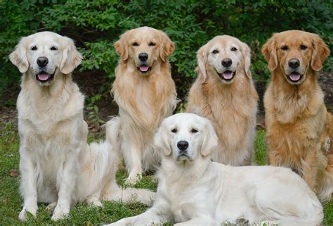 Preparing Your Home for a Golden Retriever