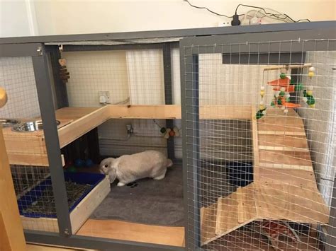 Preparing Your Home for a Happy Rabbit Companion