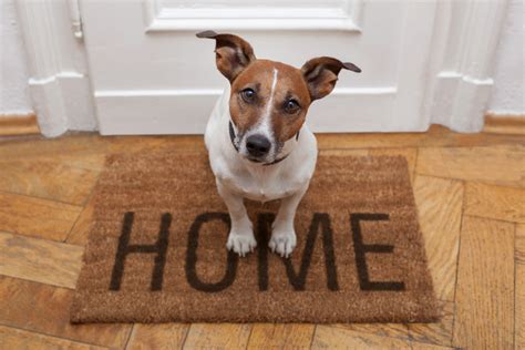 Preparing Your Home for a New Canine Family Member