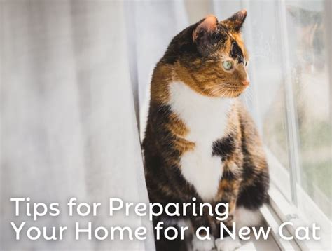 Preparing Your Home for a New Feline Companion