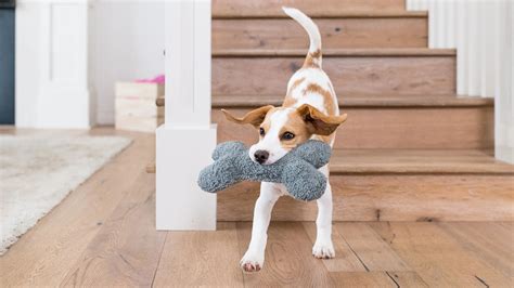 Preparing Your Home for a New Furry Family Member