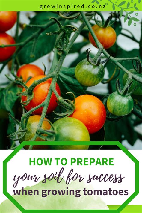 Preparing Your Soil for Successful Tomato Growth