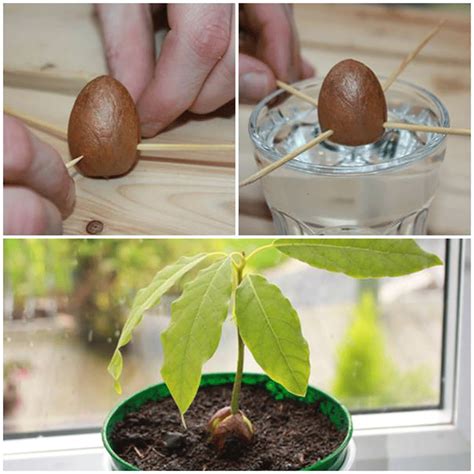 Preparing and Planting Your Avocado Pit