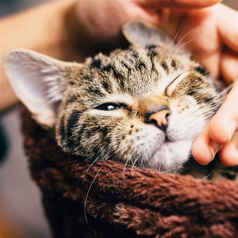 Preparing for a Feline Companion: Essential Tips for a Blissful Cat-owner Relationship