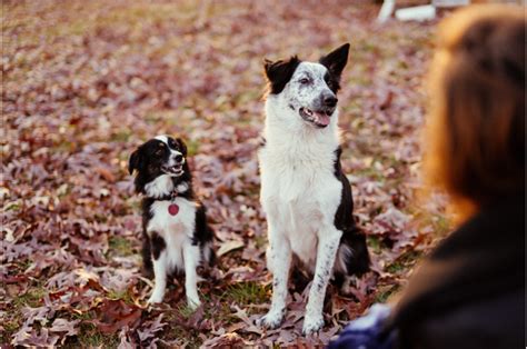 Preparing for the Arrival of Your New Furry Family Member