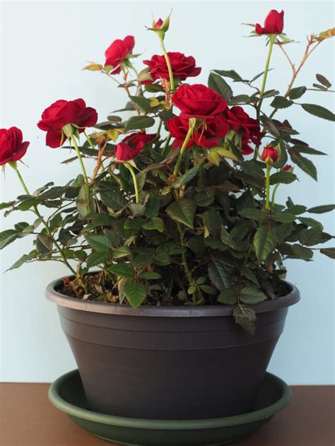 Preparing the Ground: An Essential Step in Nurturing Rose Plants