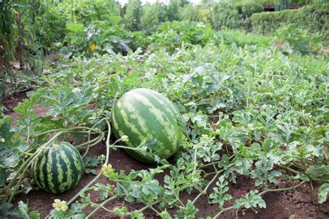 Preparing the Ground for Watermelon Plantation