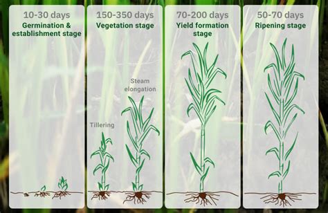 Preparing the Soil: Essential Steps for Optimal Sugarcane Growth