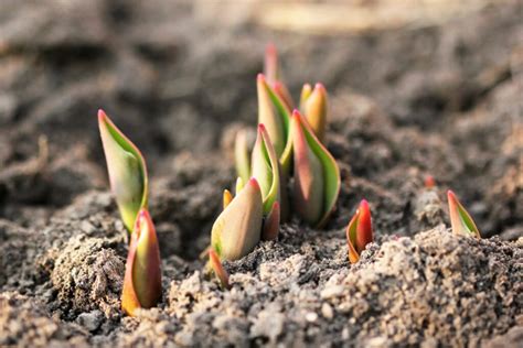 Preparing the Soil: Tips for Maximizing Tulip Growth