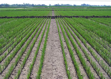 Preparing the Soil: Tips for Optimal Rice Growth