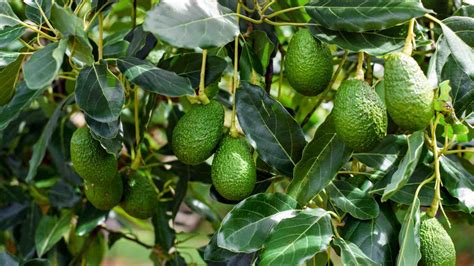 Preparing the Soil and Establishing Your Avocado Sapling