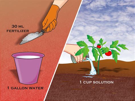 Preparing the Soil and Planting: The Key Steps for Successful Tomato Cultivation