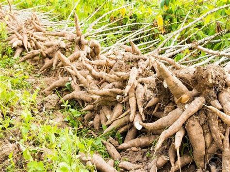 Preparing the Soil for Cultivating Tapioca Roots