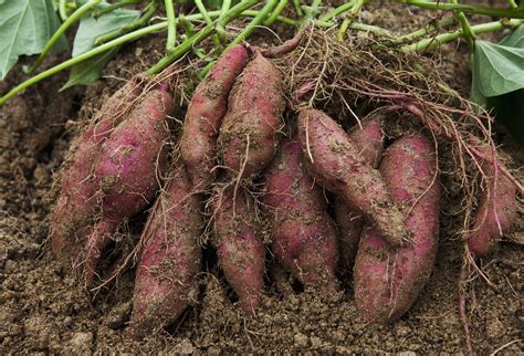 Preparing the Soil for Growing Delicious Yams