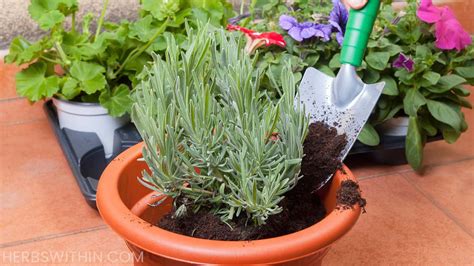 Preparing the Soil for Optimal Lavender Growth