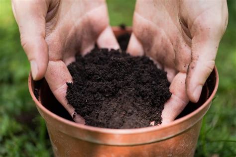 Preparing the Soil for Planting Flower Bulbs