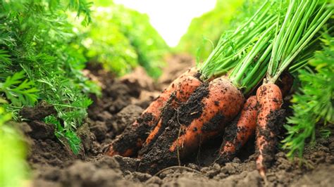 Preparing the Soil for Successful Carrot Growth: Enhancing Development and Combatting Diseases