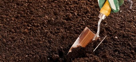 Preparing the Soil for Successful Plantain Planting