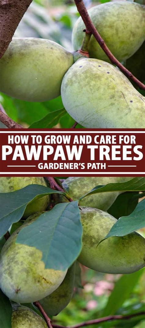 Preparing the Soil for Thriving Pawpaw Trees