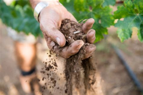 Preparing the Soil for Your Grape Garden