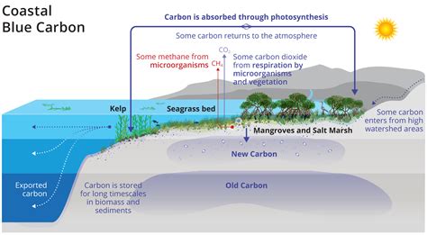 Preserving Blue Sand Ecosystems - Environmental Challenges and Solutions