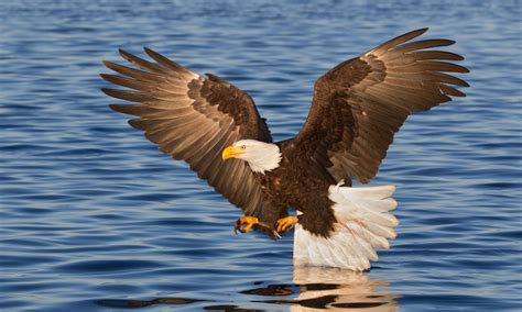 Preserving Habitat: Creating Homes for the Majestic Bald Eagle