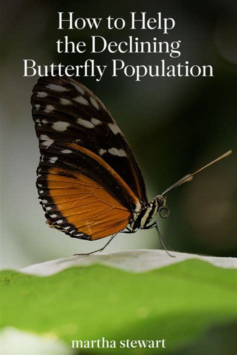 Preserving Nature's Masterpieces: Ethical Practices in Butterfly Collection