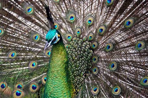 Preserving and Protecting the Grand Peafowl: Embracing the Majesty and Fragility