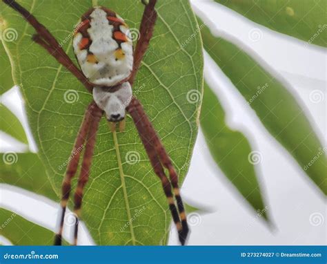 Preserving the Balance: The Role of Spiders in Ecosystems