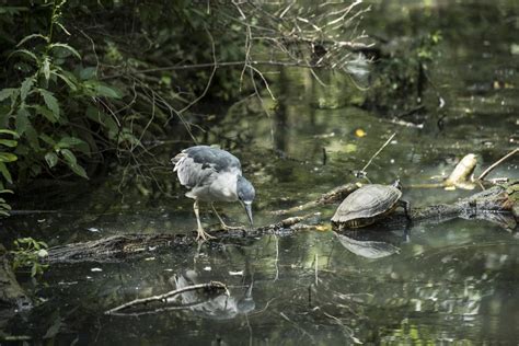 Preserving the Ecosystems of Dark-Crowned Invertebrates for a Sustainable Future