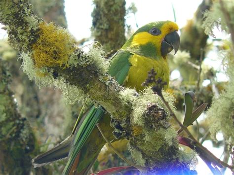 Preserving the Enigmatic Crimson Blossom: Conservation Endeavors and Hurdles