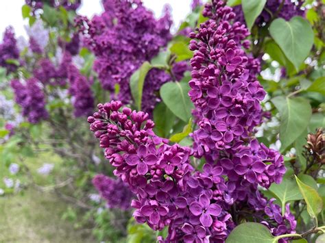 Preserving the Fragrance of Lilac Blossoms for Long-lasting Enjoyment