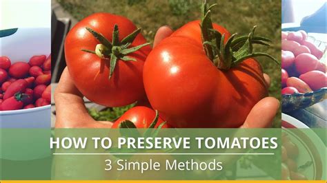 Preserving the Freshness: Methods for Storing and Enjoying Tomatoes