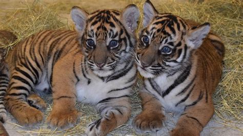 Preserving the Future: Supporting Conservation Initiatives for Tiger Cubs