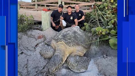 Preserving the Giants: Conservation Efforts to Safeguard Colossal Reptiles