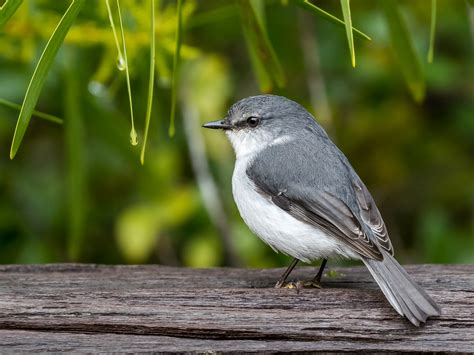 Preserving the Habitat of White Robins