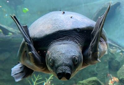 Preserving the Legacy: Conservation Efforts for the Majestic Endangered Turtles