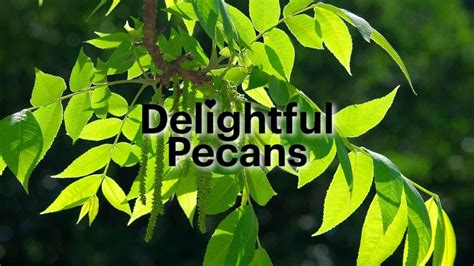 Preserving the Legacy of Pecan Trees: Conservation Efforts and Future Outlook