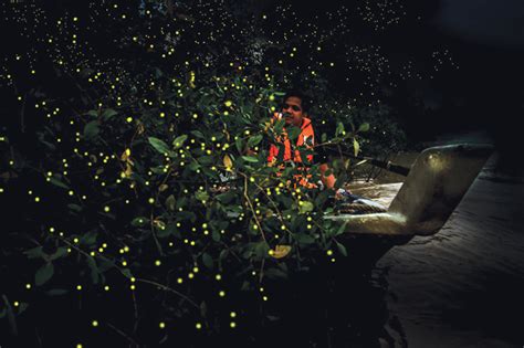 Preserving the Magic: Conservation Efforts for Firefly Habitats